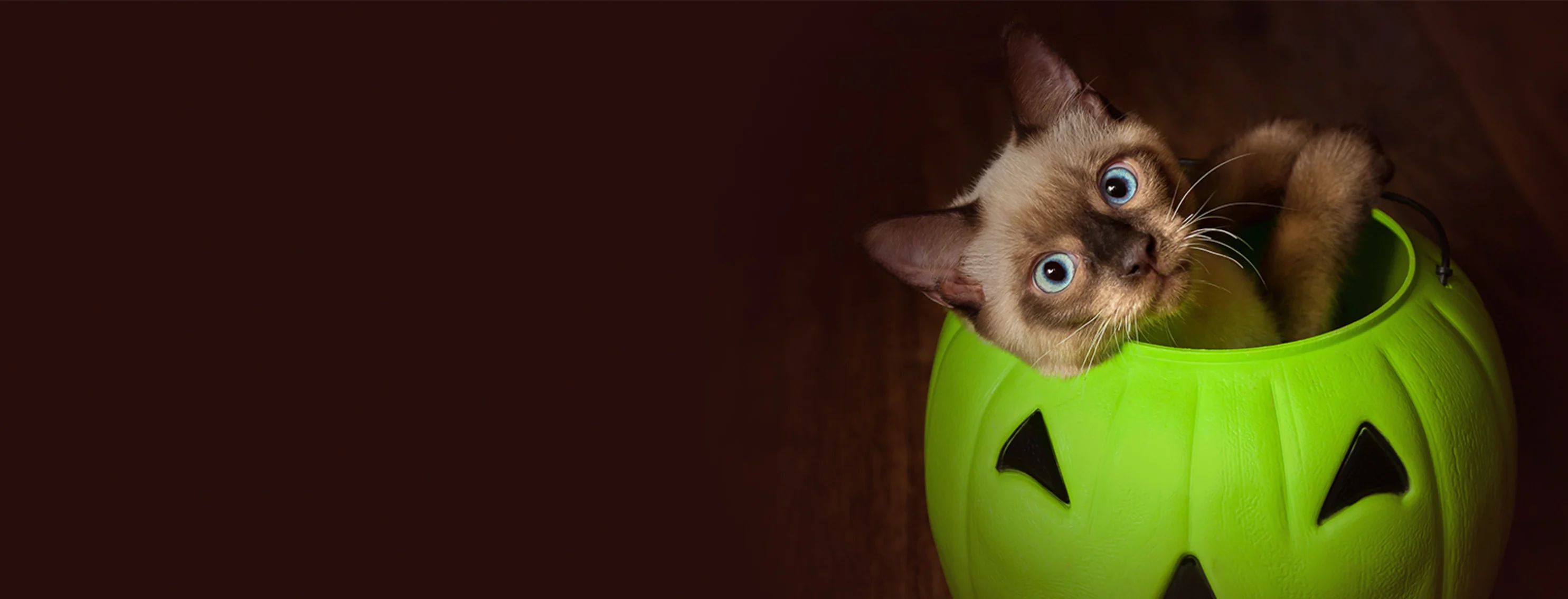 Cat in Halloween candy bucket